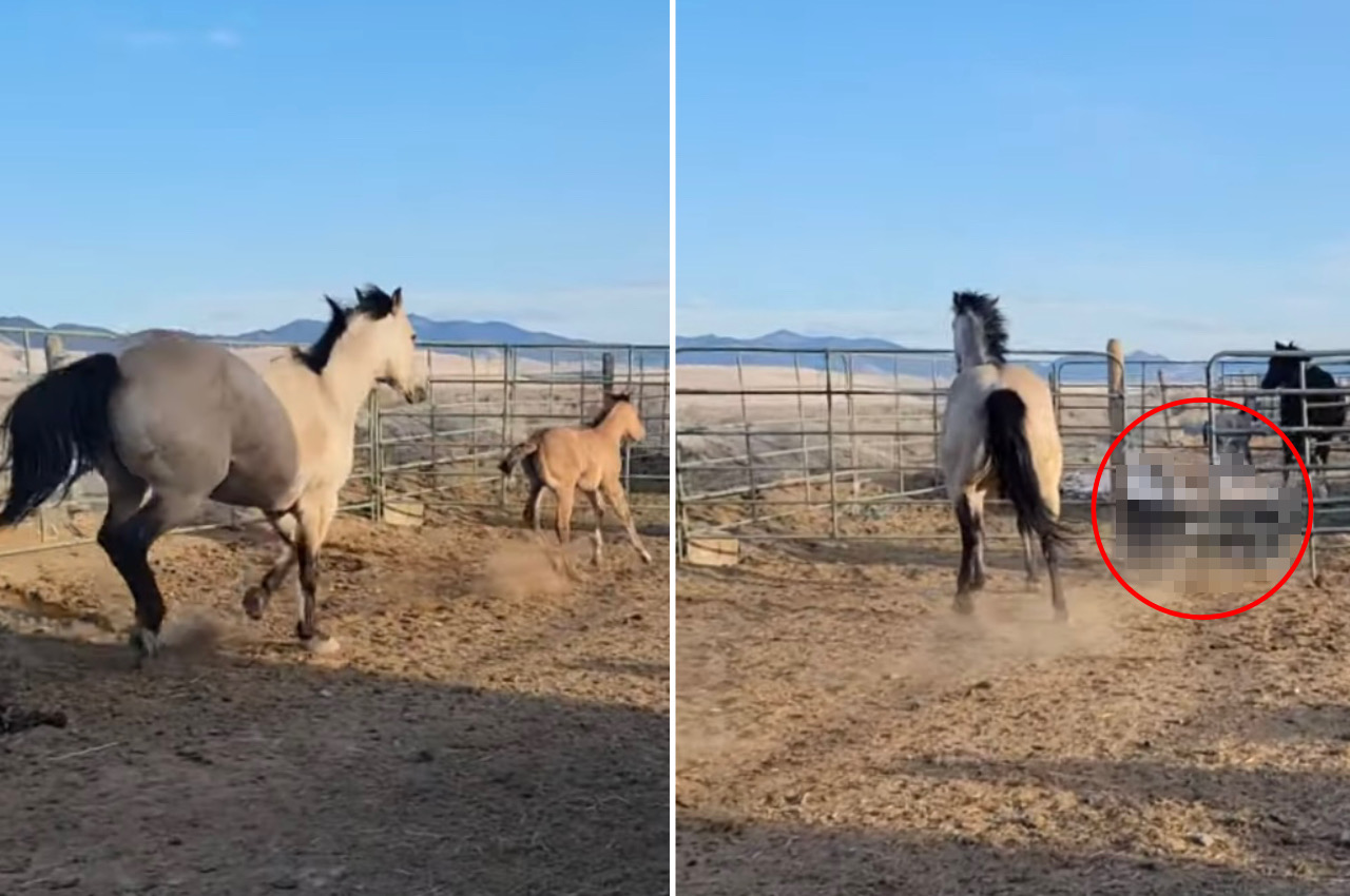 お母さん馬と柵の中を元気に駆ける子馬。ところが、子馬が柵の隙間を通り抜けようとしたところ・・・、笑えるアクシデントに遭いました