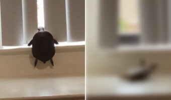 どうにかして窓によじ登ろうとチャレンジをしたカメ。ところが奮闘虚しく、最後は切ない結末を迎えるのでした・・・