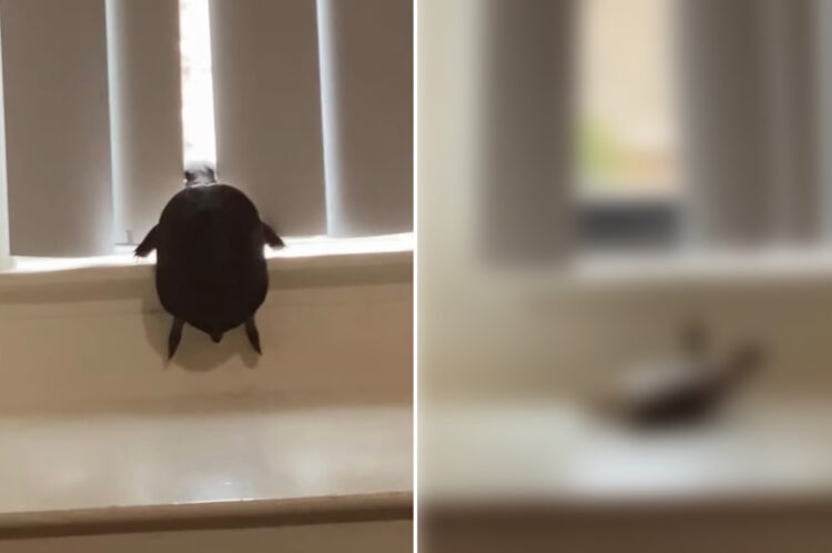 どうにかして窓によじ登ろうとチャレンジをしたカメ。ところが奮闘虚しく、最後は切ない結末を迎えるのでした・・・