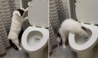 愛猫のマイブームは、トイレの水が流れるのを眺めること！今日も自分で洗浄レバーを押して楽しんでいる姿は・・・なんだかシュール