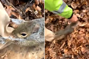 ズボンの裾にしがみついたリス。尻尾を掴んで引き離そうとしても・・・体がビヨ～ンと伸びるだけで、全然手を放してもらえまえん！！