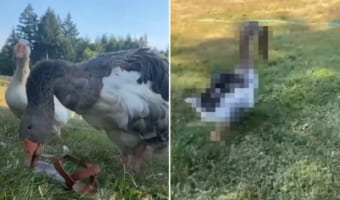 サンダルを奪って逃げていくイタズラっ子なガチョウ。すばしっこい動きで庭を逃げ回ると、最後は・・・