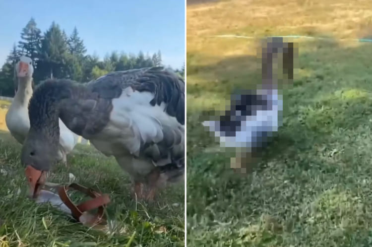 サンダルを奪って逃げていくイタズラっ子なガチョウ。すばしっこい動きで庭を逃げ回ると、最後は・・・