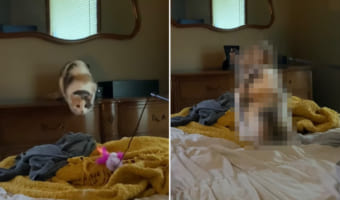 オモチャめがけて飛びかかる猫。ところが勢い余ったようで・・・、思いもよらぬ動きを見せました!!