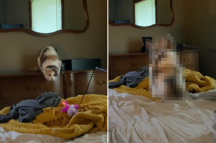 オモチャめがけて飛びかかる猫。ところが勢い余ったようで・・・、思いもよらぬ動きを見せました！！