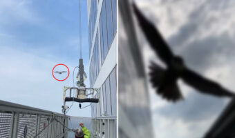 高所作業用の足場にいる作業員さんたちを襲撃したのは・・・、なんとファルコン！！逃げ場もないのに何度も襲いかかってくるとか、恐ろしすぎる！！