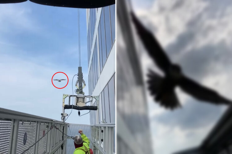 高所作業用の足場にいる作業員さんたちを襲撃したのは・・・、なんとファルコン！！逃げ場もないのに何度も襲いかかってくるとか、恐ろしすぎる！！