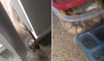 「窓開けて」毎日家に訪れるようになった野生のリス。慣れた様子でキッチンへ向いおやつを頂戴していくその姿は、正に『勝手知ったる他人の家』