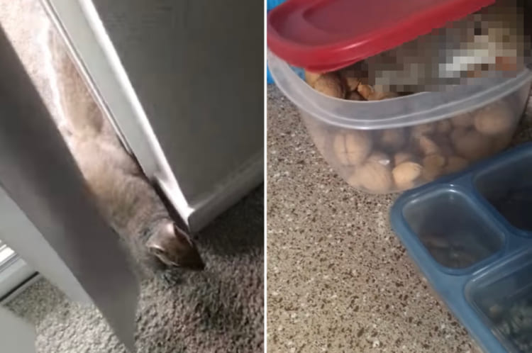 「窓開けて」毎日家に訪れるようになった野生のリス。慣れた様子でキッチンへ向いおやつを頂戴していくその姿は、正に『勝手知ったる他人の家』