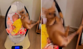 赤ちゃんが寝ている電動バウンサーになんとかギリギリ潜り込む事に成功したチワワ。ちょっぴり窮屈そうですが、気持ちよく揺られていて満足そう