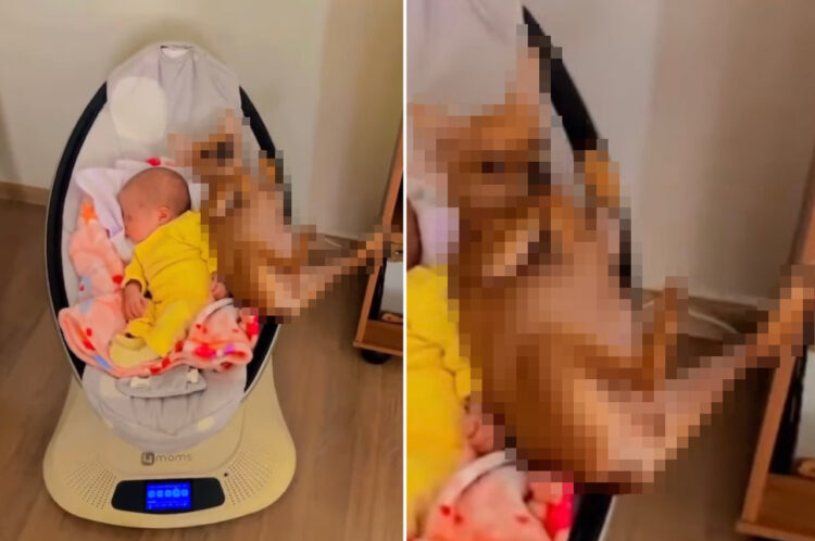 赤ちゃんが寝ている電動バウンサーになんとかギリギリ潜り込む事に成功したチワワ。ちょっぴり窮屈そうですが、気持ちよく揺られていて満足そう