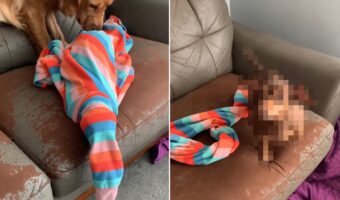 丸まったパジャマに顔を寄せるゴールデンレトリバー。すると、誰も着ていないはずのパジャマがモゾモゾ動き出して・・・!!