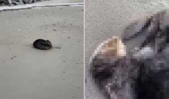 ビーチで日光浴をしていたのは、なんと水族館のあの人気者？！声をかけたらビックリしたのか、見たことない動きをして去っていきました