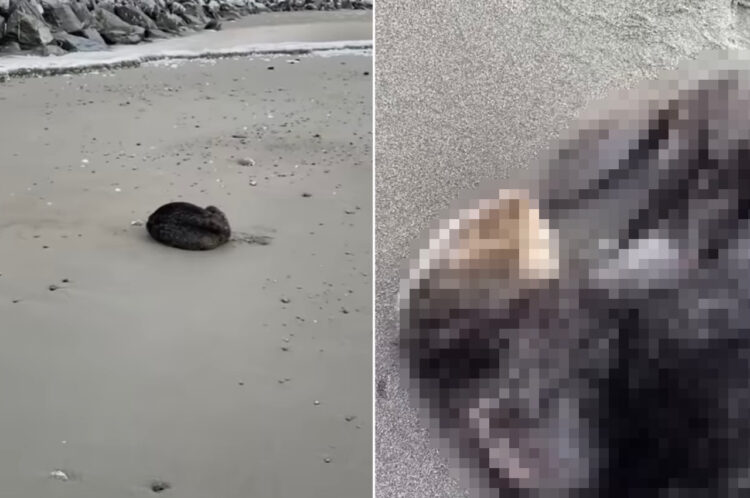 ビーチで日光浴をしていたのは、なんと水族館のあの人気者？！声をかけたらビックリしたのか、見たことない動きをして去っていきました