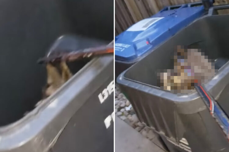 「これに掴まって！」ゴミ用コンテナの中に差し出されたホッケーのスティック。するとこのスティックに手を伸ばしてきたのは・・・