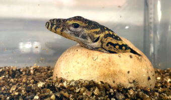 オーストラリアの動物園で孵化したコモドオオトカゲ。頭と前足を出し、残すは後ろ足と尻尾を出すだけだと思ったらビックリする行動に出ました!!