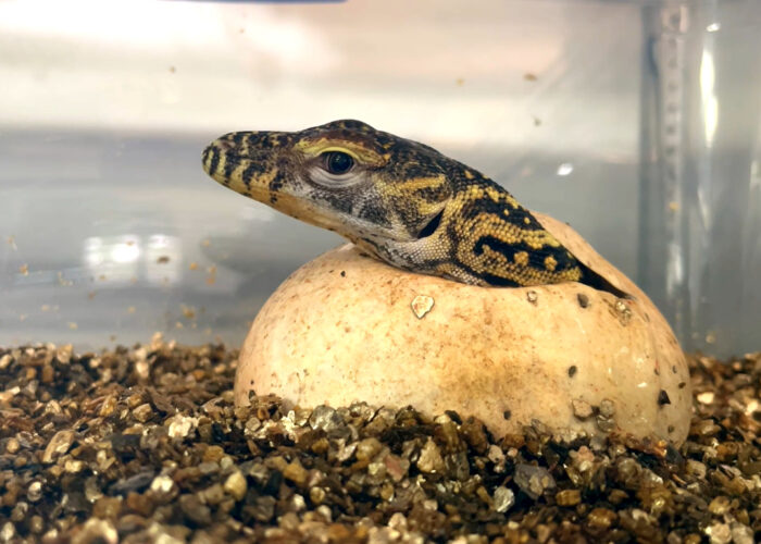 オーストラリアの動物園で孵化したコモドオオトカゲ。頭と前足を出し、残すは後ろ足と尻尾を出すだけだと思ったらビックリする行動に出ました！！