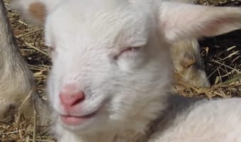 日向ぼっこしている2匹の子ヒツジ。おひさまがあたたかいのか、気持ちよさそうにウトウトとお昼寝をはじめました