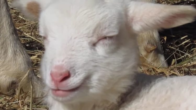 日向ぼっこしている２匹の子ヒツジ。おひさまがあたたかいのか、気持ちよさそうにウトウトとお昼寝をはじめました