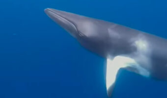 ダイバーのすぐ横までミンククジラがやってきた！！巨体のクジラが海中を泳ぐ姿はまさに圧巻！！