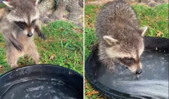 水遊びにやってきたアライグマ。シャワーが勢いよくながれる様子に最初はビックリしたようですが・・・、すぐに慣れたのか水遊びを堪能するのでした