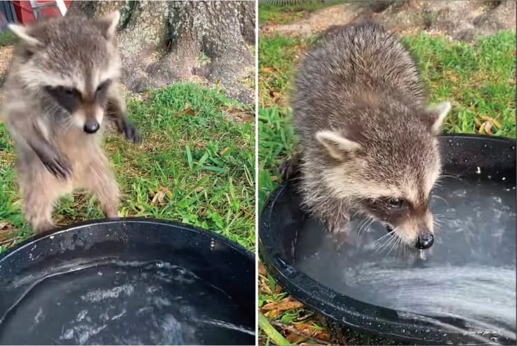 水遊びにやってきたアライグマ。シャワーが勢いよくながれる様子に最初はビックリしたようですが・・・、すぐに慣れたのか水遊びを堪能するのでした