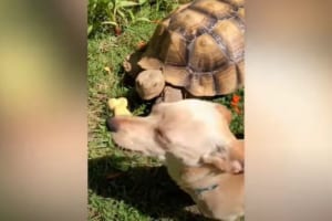 チワワとカメは最高の友達！ふたりのスピード感はまったく違うけど一緒に遊んで楽しそう！！