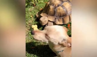 チワワとカメは最高の友達！ふたりのスピード感はまったく違うけど一緒に遊んで楽しそう！！