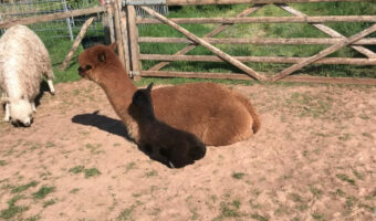 ゴロンと寝転がろうとしたアルパカのお母さん。直前に子供がすぐ隣りに座ったのに気付かなかったみたい。思いがけず大事故が起きるところでした
