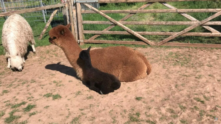 ゴロンと寝転がろうとしたアルパカのお母さん。直前に子供がすぐ隣りに座ったのに気付かなかったみたい。思いがけず大事故が起きるところでした