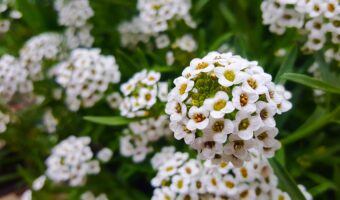 ガーデニングに植えられることのある「アリッサム」、その花言葉は？名前の由来は？