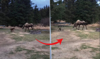 お母さんの顔を見るように、後ろ向きで進むヘラジカの赤ちゃん。元気に楽しそうに歩いていましたが、その細くて長い足が絡まってしまい・・・