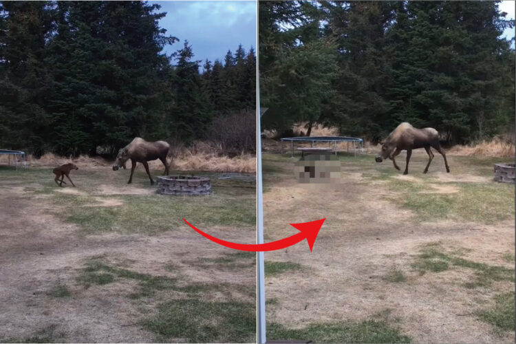 お母さんの顔を見るように、後ろ向きで進むヘラジカの赤ちゃん。元気に楽しそうに歩いていましたが、その細くて長い足が絡まってしまい・・・