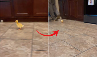 「待って!置いていかないで〜!」アヒルの赤ちゃんがパタパタ猛ダッシュ。飼い主さんに付いていこうと慌てるあまりコテンと転んでしまいました!