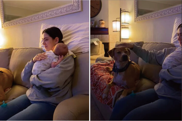 赤ちゃんにゲップをさせようと背中をトントンしているのを、コミュニケーションと勘違い？「頭ポンポンして」と待機する子犬に癒された