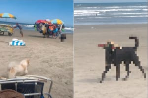 ビーチで発見！このビーチで一番浮かれているのは・・・、たぶんこの犬。めいっぱいオシャレをしていました！！
