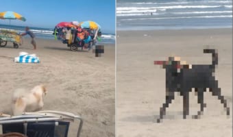 ビーチで発見!このビーチで一番浮かれているのは・・・、たぶんこの犬。めいっぱいオシャレをしていました!!