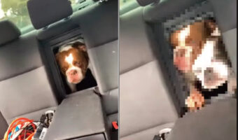 「仲間外れにしないで!」ドライブ中にアームレストから顔を出すブルドッグたち。外に出たいのに閉じられたので、最後は圧を強めてきました!!