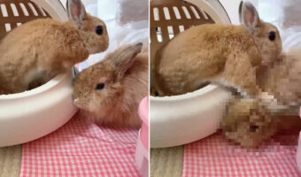 ベッドから出ようとしていた子ウサギ。周りを見ていなかったのか大失態を披露してしまいました・・・。この子がやらかしたこととは??