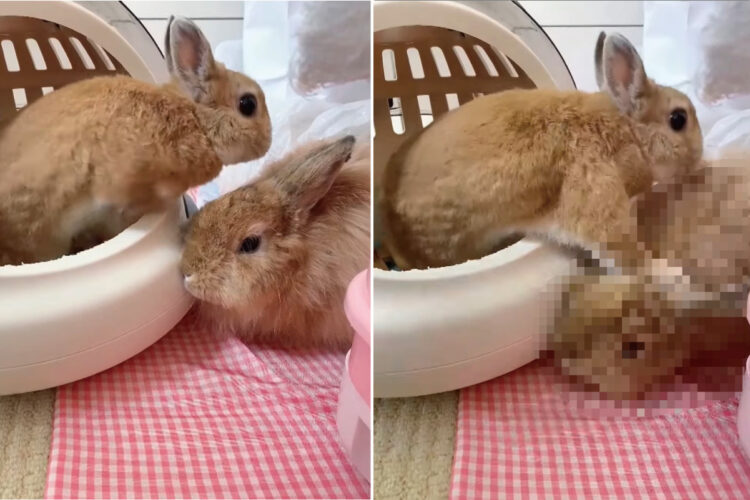 ベッドから出ようとしていた子ウサギ。周りを見ていなかったのか大失態を披露してしまいました・・・。この子がやらかしたこととは？？