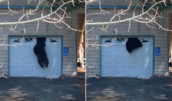 クマがガレージの小さな窓を壊して侵入していた!出たり入ったりしていましたが・・・、体がひっかかり中に入れなくなって退散していきました