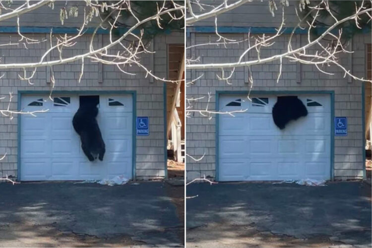 クマがガレージの小さな窓を壊して侵入していた！出たり入ったりしていましたが・・・、体がひっかかり中に入れなくなって退散していきました