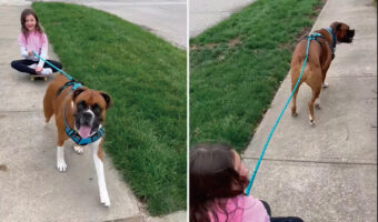 まるで犬ゾリ!ボクサー犬がスケートボードに乗った女の子を曳いてお散歩しています!!