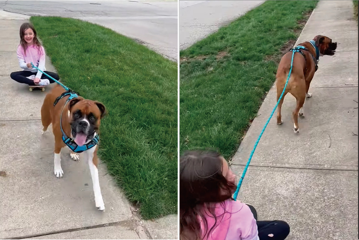 まるで犬ゾリ！ボクサー犬がスケートボードに乗った女の子を曳いてお散歩しています！！