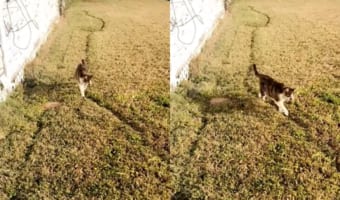 毎回決まったルートで歩く猫。その几帳面さから、庭には道が拓かれました!!