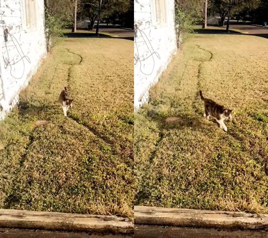 毎回決まったルートで歩く猫。その几帳面さから、庭には道が拓かれました！！