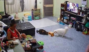 ひっくり返った箱を興味深そうに観察している2匹の猫。一匹の猫がよそ見している時にもう一匹がちょちょいと箱を突いた結果・・・