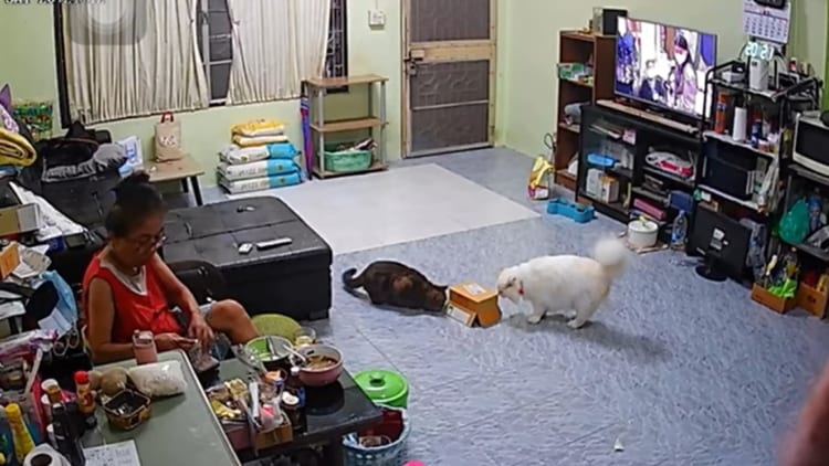 ひっくり返った箱を興味深そうに観察している2匹の猫。一匹の猫がよそ見している時にもう一匹がちょちょいと箱を突いた結果・・・