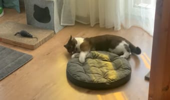 お家で寝っ転がりながらもエクササイズに励む猫。今日のトレーニングは、クッションをクルクルと回転させる動きのようです