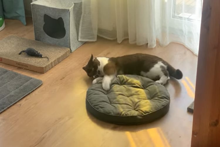 お家で寝っ転がりながらもエクササイズに励む猫。今日のトレーニングは、クッションをクルクルと回転させる動きのようです